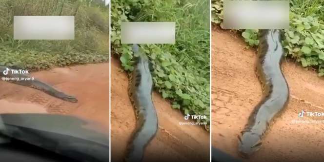 Dikira Batang Pohon Tumbang, Ternyata Papasan sama Ular Piton Raksasa