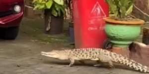 Viral Video Buaya Masuk Area Parkir Sekolah di Sulawesi, Warganet: `Mau Ngajak Balikan Nih Pasti`