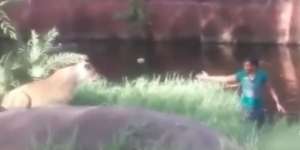 Mabuk Berat, Pria Ini Nekat Terjun ke Kandang Singa Ingin Ngajak Salaman, yang Terjadi Selanjutnya...