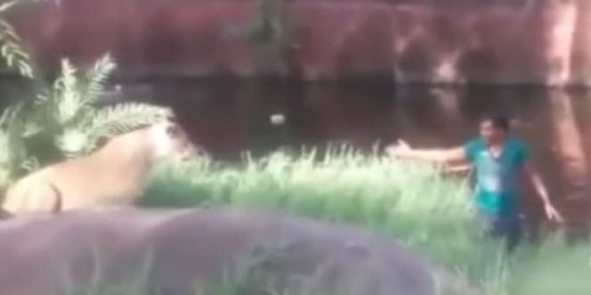 Mabuk Berat, Pria Ini Nekat Terjun ke Kandang Singa Ingin Ngajak Salaman, yang Terjadi Selanjutnya...