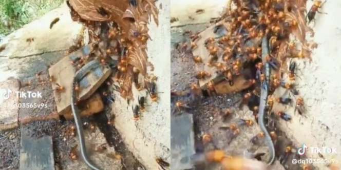Ular Nekat Masuk ke Sarang Tawon dan Dikeroyok, saat Dikeluarkan Begini Nasibnya