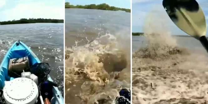 Penampakan Makhluk Mitos 'Sulur Bidar' yang Paling Ditakuti Pemancing, Mampu Ciptakan Gelombang Menakutkan Saat Bergerak dalam Air