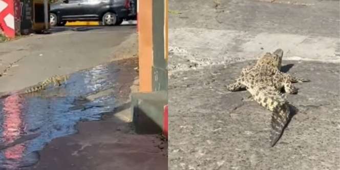 Heboh Anak Buaya Muncul di Jalan Pemukiman, Keberadaan Induk Bikin Warga Jadi Was-Was