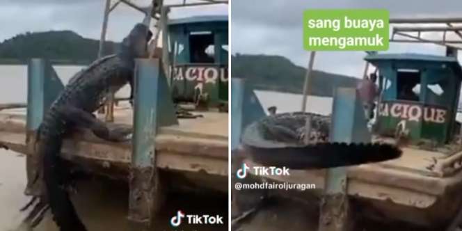 Viral! Video Perahu Mancing Buaya Muara Raksasa, eh Pancingnya Putus: Pemancingnya Auto Lari Sembunyi di Ruang Kemudi