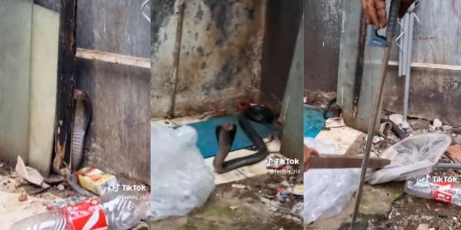 Panji Petualang Nangis Lihat Ini: Warga Tangkap Ular King Kobra Pakai Jaring Ikan, Berlangsung Dramatis dan Berakhir Tragis