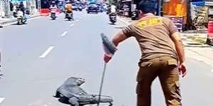 Detik-Detik Biawak Raksasa Muncul di Tengah Jalan Raya Bikin Heboh Warga, Netizen: Godzila Akhirnya Keluar Sarang