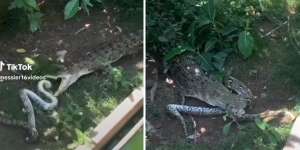 Jepitan Mulut Buaya Bikin Ular Piton Lemas Tak Berdaya, Belitan Mematikannya Jadi Tak Berguna