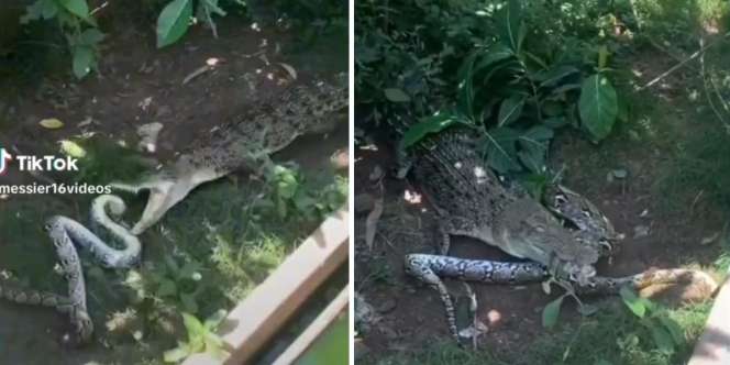 Jepitan Mulut Buaya Bikin Ular Piton Lemas Tak Berdaya, Belitan Mematikannya Jadi Tak Berguna