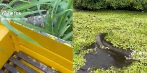 Pemancing Santuy Banget Rekam Anaconda Lewat di Samping Perahu