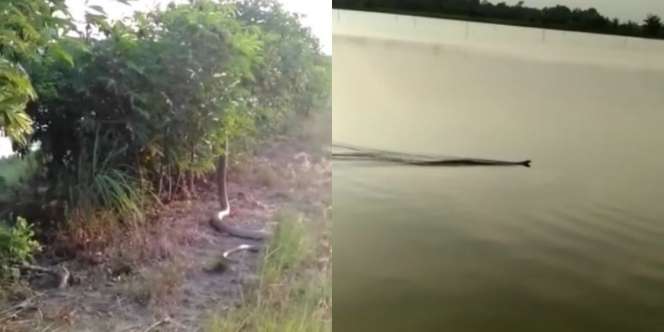 Ngeri! Warga Lampung Temukan Ular Kobra Raksasa di Pinggir Tambak, Berdiri Tegak Disangka Batang Kayu