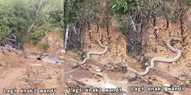 Dikira Batang Kayu Saat Mau Mandi di Pinggir Hutan, Astaga Saat Di-zoom Ternyata Ular Kobra Raksasa