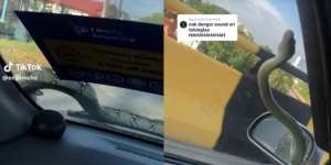 Detik-Detik Menegangkan Ular Mendadak Muncul di Atas Kap Mobil, Jeritan Penumpang Malah Bikin Ngakak