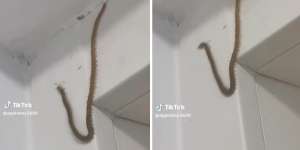 Viral Penampakan Kelabang Raksasa Hampir Satu Meter Masuk Rumah, Lebih Menakutkan Ketimbang Ular