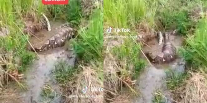 Momen Ular Piton Buncit Kekenyangan Hingga Sulit Bergerak, Disebut Warganet Serakah