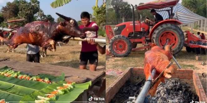 Video Masak Kerbau Guling 500 Kg Sampai Harus Pakai Traktor untuk Memanggangnya, Warga Menyantap Kepala Utuh dengan Cara Tak Biasa