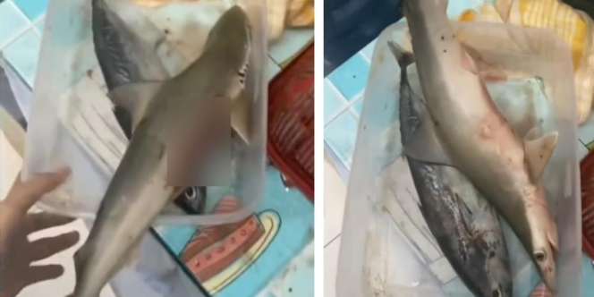 Ngakak! Pagi-Pagi Disuruh Emak Goreng Ikan untuk Sarapan, Pas Cek Kulkas Gadis Ini Syok Ada Ikan Hiunya