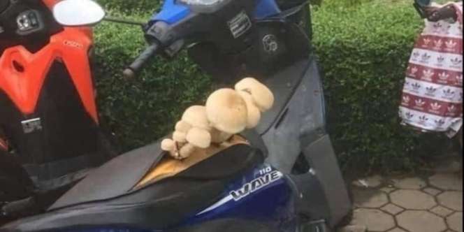 Tak Pernah Dibersihkan, Jok Motor Berubah Jadi Media Tanam, Ditumbuhi Rumput dan Jamur