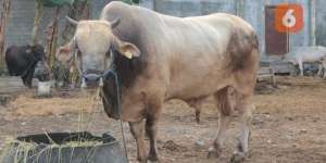 Jokowi Kurbankan ‘Arjuna’ Seberat 950 Kg di Lebaran Haji