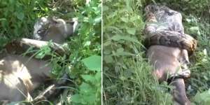 Ngeri Sekaligus Bikin Takjub! Ternyata Begini Proses Ular Piton Telan Bulat-Bulat Rusa Sebesar Sapi: Mulut dan Perutnya Bisa Elastis