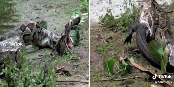 Salah Mangsa! Ular Piton Muntahkan Buaya yang Ditelannya Hidup-hidup, Penuh Perjuangan Sampai Kelojotan Sendiri