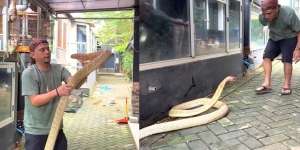 Panji Petualang Kedatangan King Kobra 5 Meter Segede Lengan dari Kalimantan, Lebih Galak dari Garaga hingga Nyaris Digigit