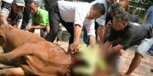 10 Sunnah Menyembelih Hewan Kurban Agar Dagingnya Halal Dikonsumsi