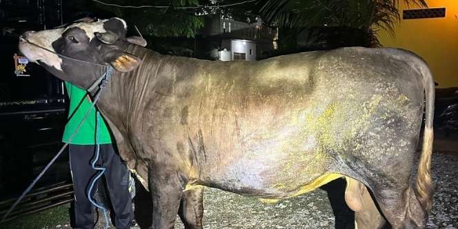Pengertian Kurban dan Makna Penyembelihan saat Idul Adha, Dilakukan untuk Ketaatan