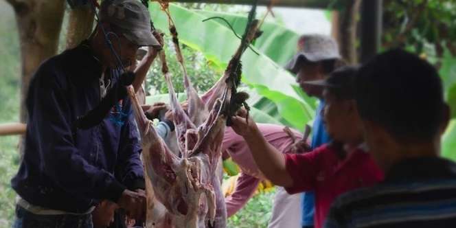 Hukum Kurban dan Keutamaannya bagi Umat Islam Menurut Hadis