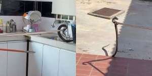 Istri Mengira Suaminya Beli Belut, Ternyata Seekor Ular Kobra Sedang Makan Ayam di Wastafel Dapurnya
