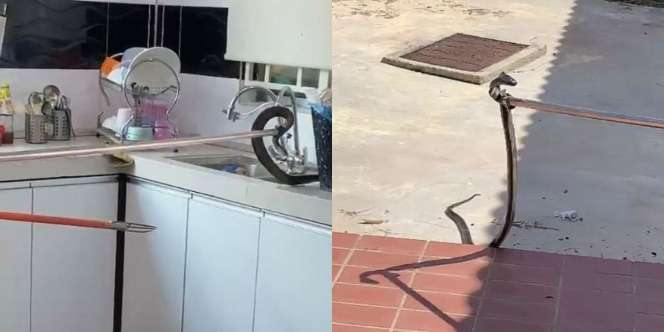 Istri Mengira Suaminya Beli Belut, Ternyata Seekor Ular Kobra Sedang Makan Ayam di Wastafel Dapurnya