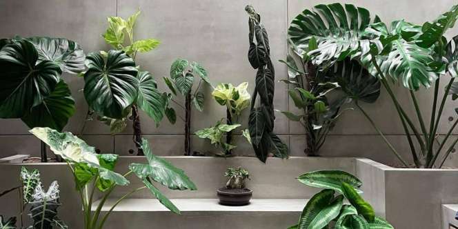 Ademnya Taman Simpel Dekat Dapur, Munculkan Suasana Asri