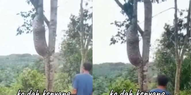 Ular Piton Raksasa dengan Perut Segede Gentong Menggantung di Pohon Tak Bergerak Dikira Mati, Ternyata Kekenyangan