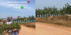 Panen Pisang Unik Mirip Kereta Lewat, Sampai Bikin Macet Jalanan