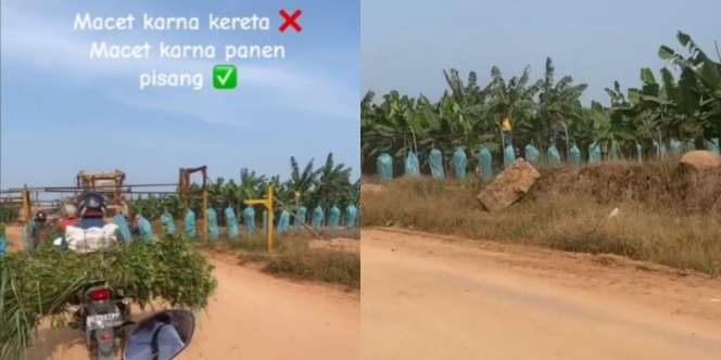 Panen Pisang Unik Mirip Kereta Lewat, Sampai Bikin Macet Jalanan