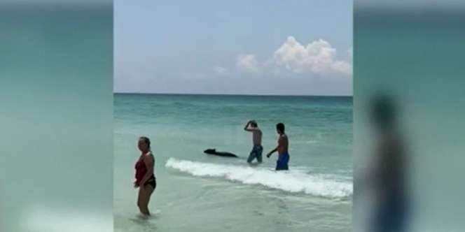 Awalnya Dikira Hiu, Ternyata Beruang Hitam 'Nyasar' di Pantai Bikin Geger Pengunjung