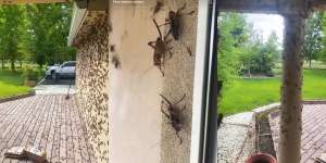 Bikin Merinding, Kota Ini Diserbu Jutaan Jangkrik Kanibal