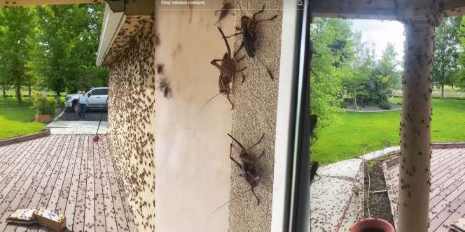 Bikin Merinding, Kota Ini Diserbu Jutaan Jangkrik Kanibal