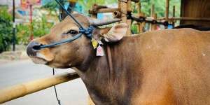 Kurban Sapi untuk Berapa Orang? Berikut Penjelasan Hadisnya