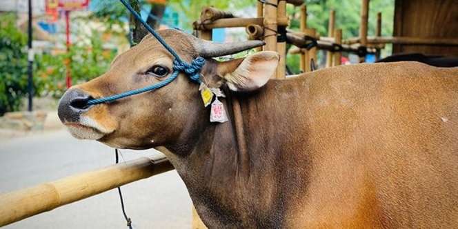 Kurban Sapi untuk Berapa Orang? Berikut Penjelasan Hadisnya