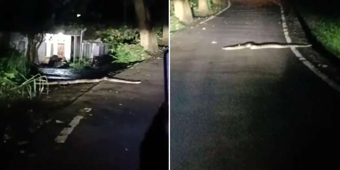 Lewat Jalan Sepi Tengah Malam Lihat Benda Mirip Kayu Melintang, Pas Didekati Ternyata Sedang Diadang Ular Piton: Badan Sampai Lemas