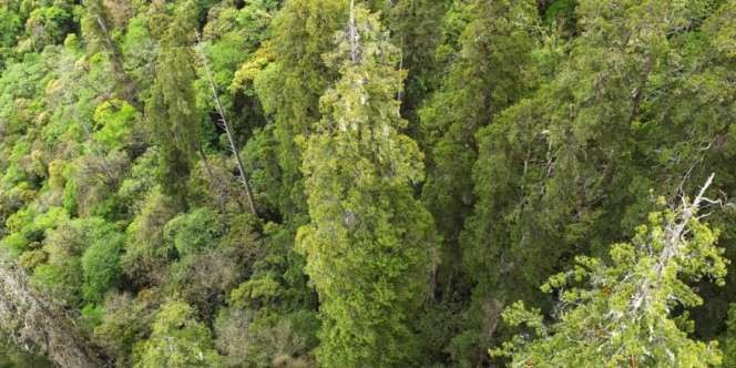 Penampakan Pohon Tertinggi di Asia, Menjulang Bak Gedung Pencakar Langit