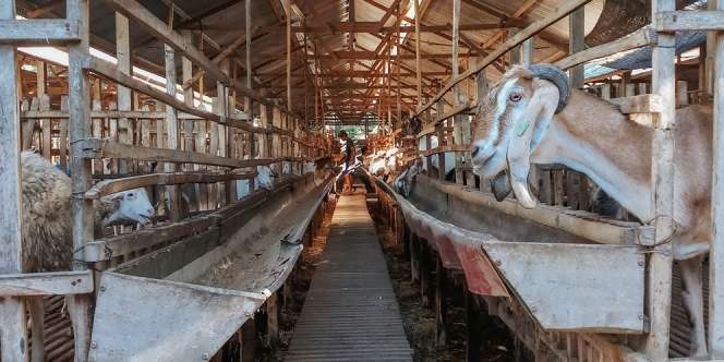 Hari Tasyrik Artinya Menjemur Daging, Berikut Makna dan Amalan yang Dianjurkan