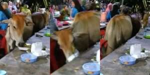Viral Sapi Kelaparan Ngamuk di Kondangan, Obrak-Abrik Pelaminan hingga Makanan Tamu Undangan, Pesta Auto Bubar