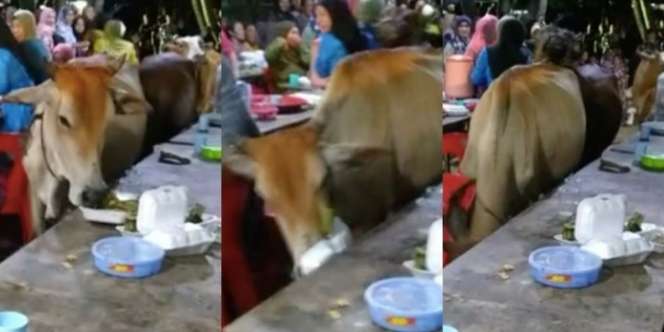 Viral Sapi Kelaparan Ngamuk di Kondangan, Obrak-Abrik Pelaminan hingga Makanan Tamu Undangan, Pesta Auto Bubar