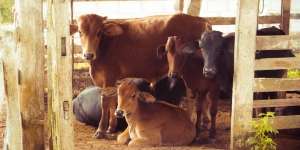 Buat Persiapan, Segini Harga Hewan Kurban Sapi dan Kambing