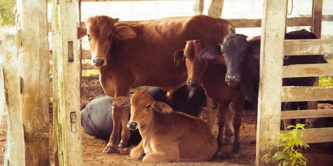 Buat Persiapan, Segini Harga Hewan Kurban Sapi dan Kambing