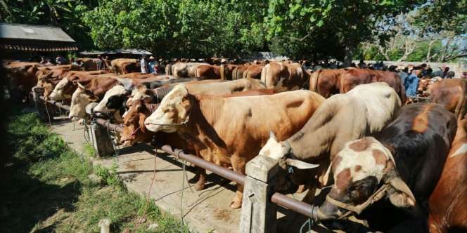 Berkah Idul Adha Penjual Hewan Kurban Musiman, Modal Rp80 Juta Raup Untung Rp305 Juta