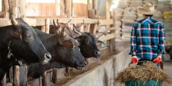 Deretan Sapi Termahal di Dunia, Sentuh Harga Rp6 Miliar