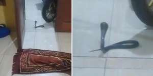 Bikin Merinding! Ular King Kobra Hitam Tiba-tiba Muncul depan Pintu Pas Salam Terakhir Sholat Maghrib: Jelmaan atau Kiriman?