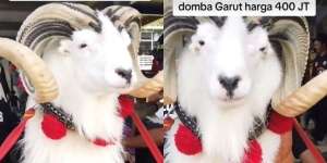 Viral Domba Garut Seharga Rp400 Juta, Penampilan Good Looking Bikin Warganet Penasaran Bagaimana Suaranya